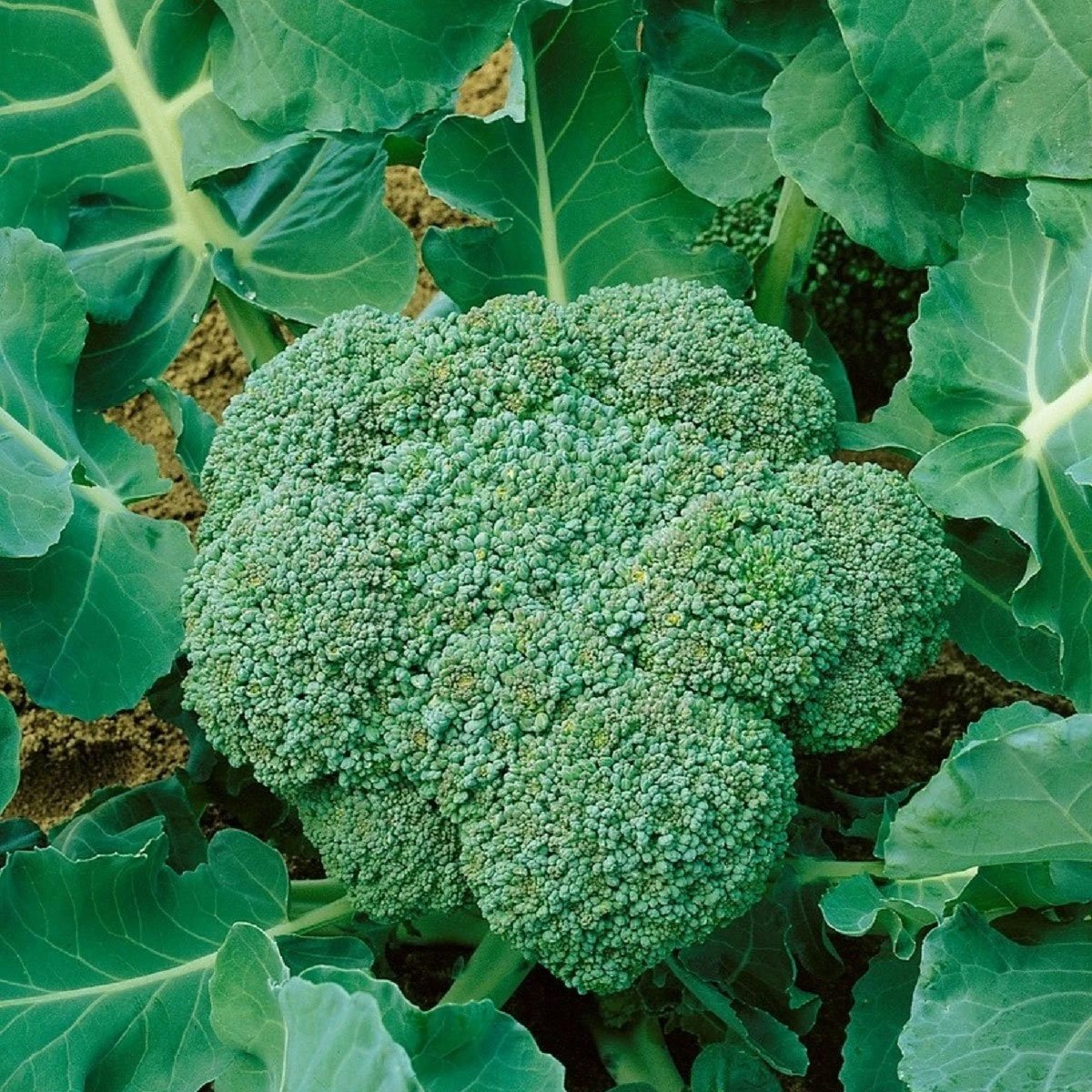Discover Calabrese Ice Pack: The UK-Grown Broccoli with a Cool Edge