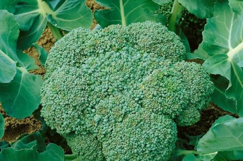 Discover Calabrese Ice Pack: The UK-Grown Broccoli with a Cool Edge