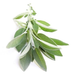 Sage, Israel, 100g, 10 pcs
